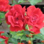 En San Valentin, ¡unas Rosas de mi Jardín y 100 Libros!