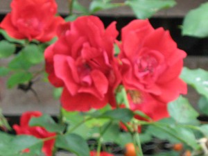 IMG_0826 IMG_0826
