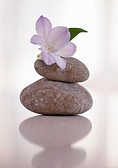 Flor en Balance